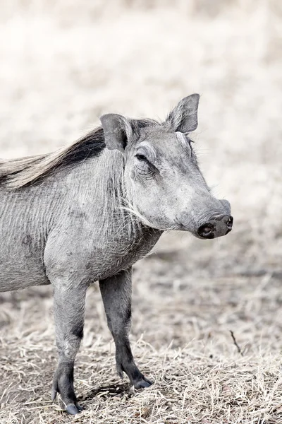 Wild warthog — Stockfoto