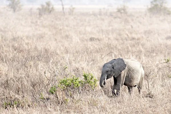 Éléphant sauvage — Photo