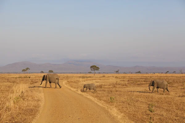 Elefante selvatico — Foto Stock