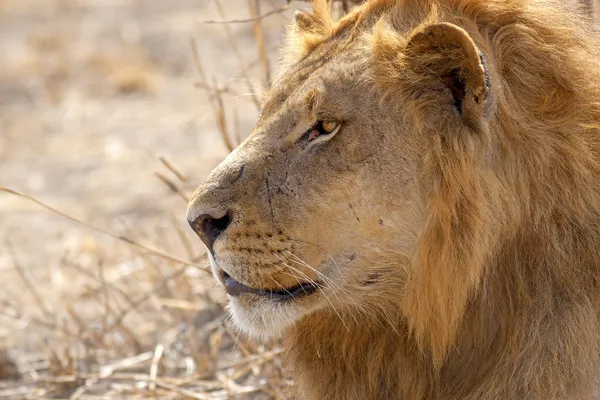 Wild lion — Stock Photo, Image