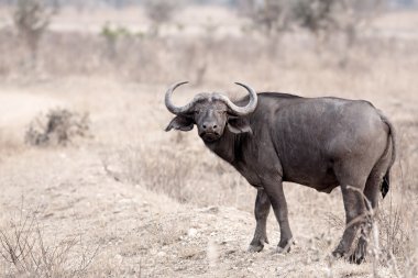 Wild African Buffalo clipart