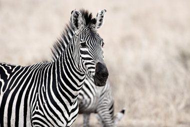 afrika zebra