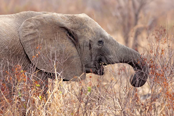 Wilde olifant — Stockfoto