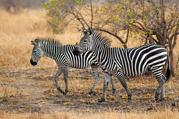 African Zebra standind in the dry savannah, Mikumi, Tanzania