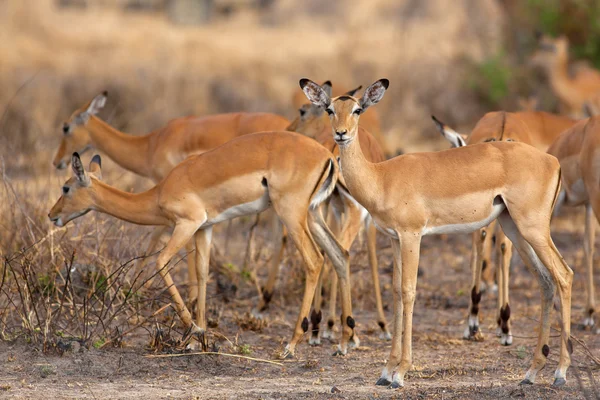 Άγρια impala — Φωτογραφία Αρχείου