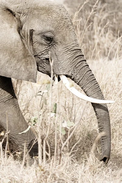 Wild Elephant — Stock Photo, Image