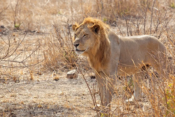 Wild lion — Stock Photo, Image