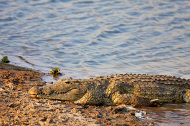 Nile Crocodile clipart