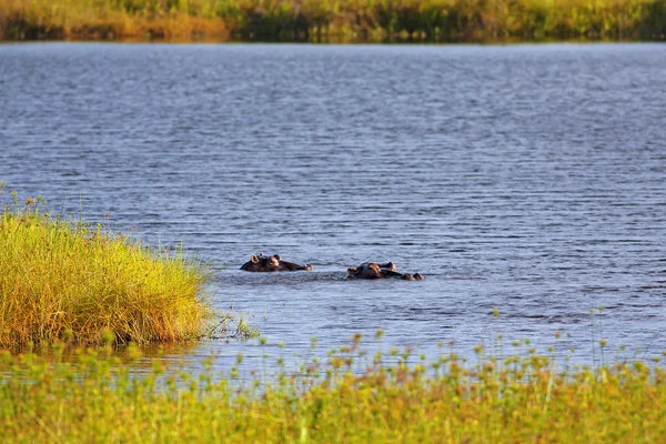 Wild nijlpaard — Stockfoto