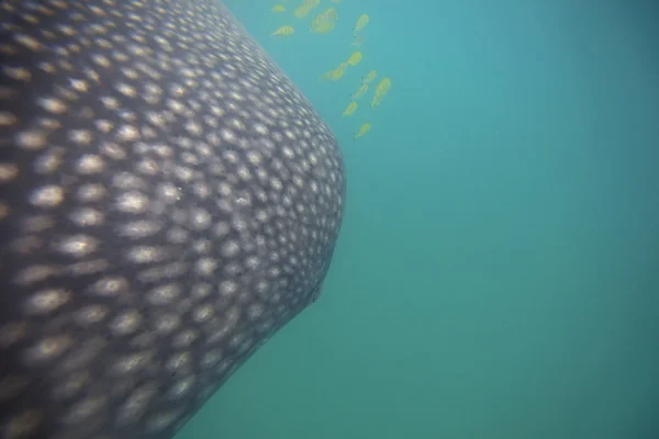 Tiburón ballena — Foto de Stock