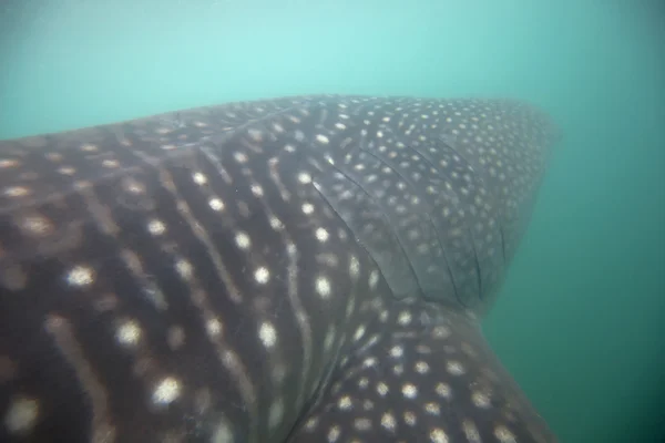 Tiburón ballena — Foto de Stock