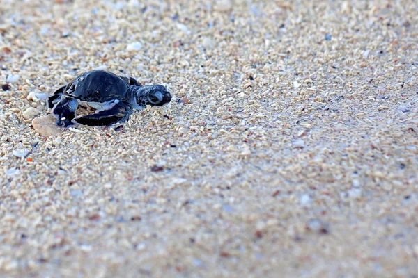 Πράσινη θαλάσσια χελώνα Κλωσσόπουλο — Φωτογραφία Αρχείου