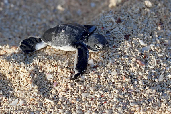 Zielony żółw hatchling — Zdjęcie stockowe