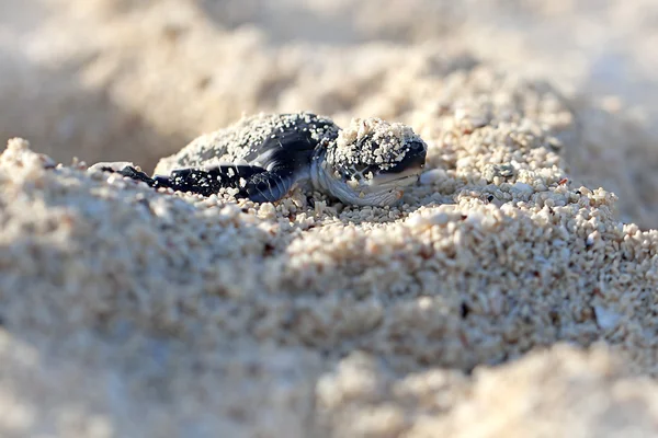 Zelená mořská želva mládě — Stock fotografie