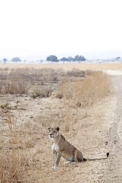 Wild lion — Stock Photo, Image