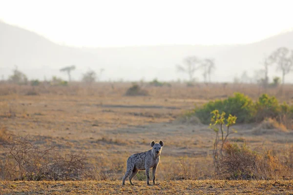 Hyena i soluppgång — Stockfoto