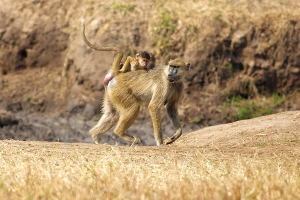 Babbuino nella savana — Foto Stock