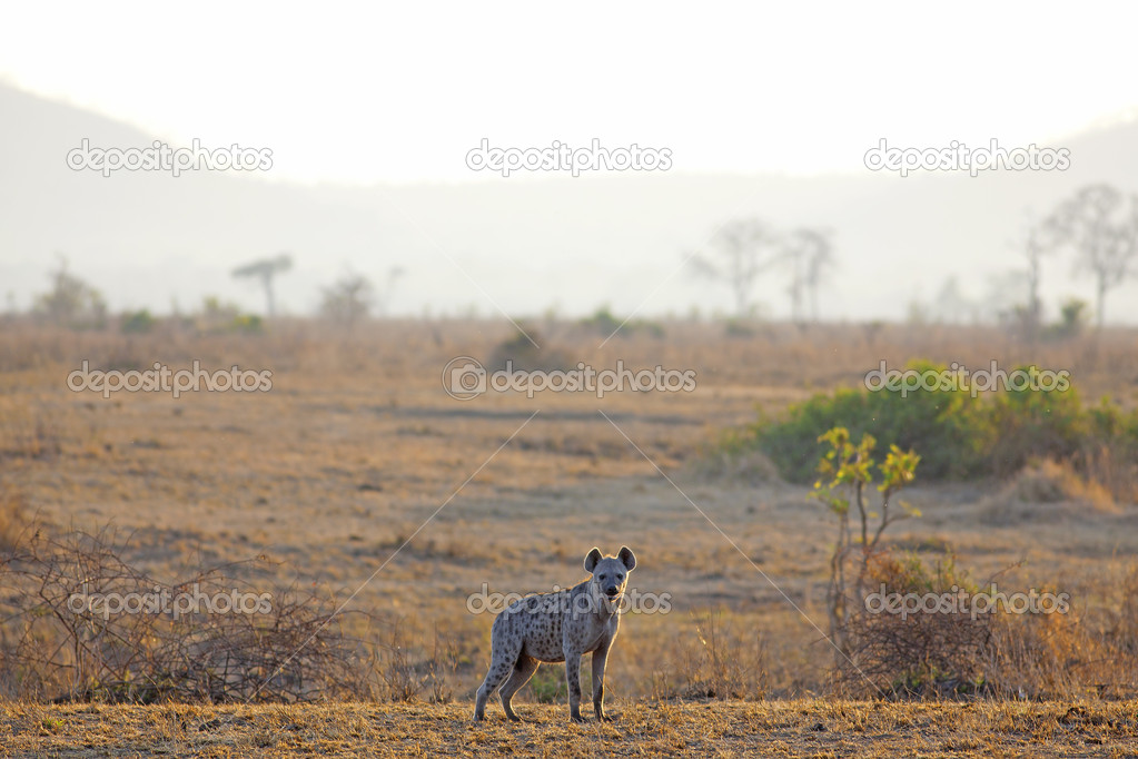 Hyena in sunrise