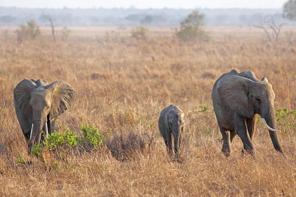 Dziki słoń — Zdjęcie stockowe