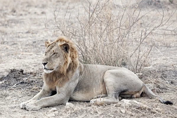 Wilde leeuw — Stockfoto