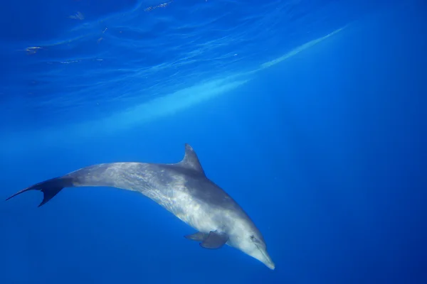 Wild Dolphins — Stock Photo, Image