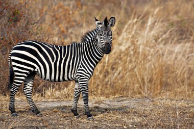 afrika zebra