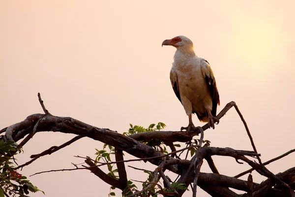 African fish eagle — Stock Photo, Image