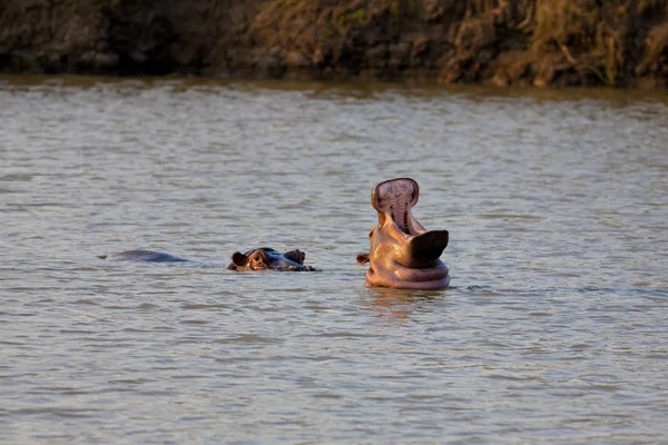 Wild nijlpaard — Stockfoto