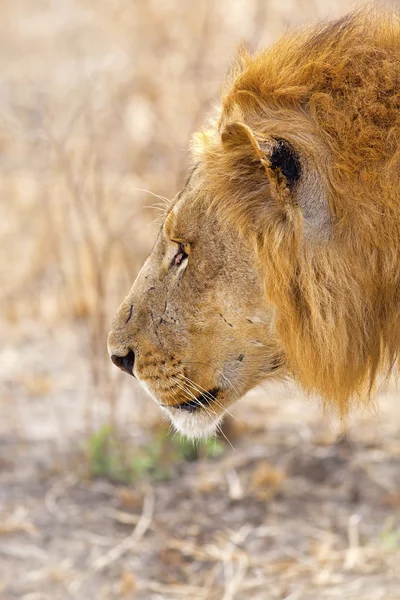 Wild lion — Stock Photo, Image