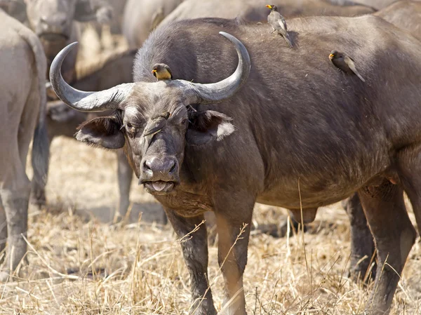 Дикі африканські буйволи — стокове фото