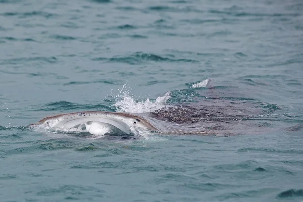 Tiburón ballena — Foto de Stock