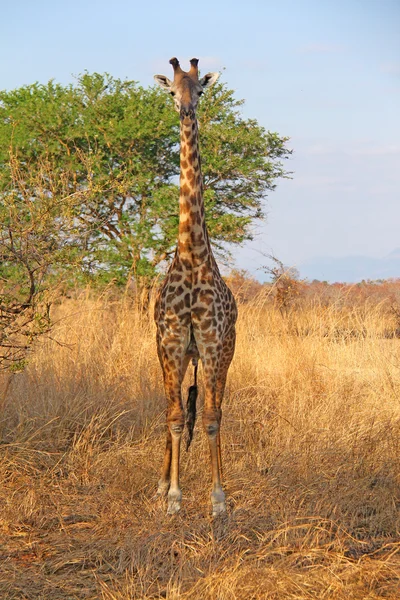 Wilde Giraffe — Stockfoto