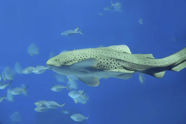 얼룩말 상어 — 스톡 사진