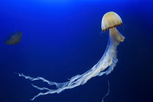 Medusas. — Foto de Stock