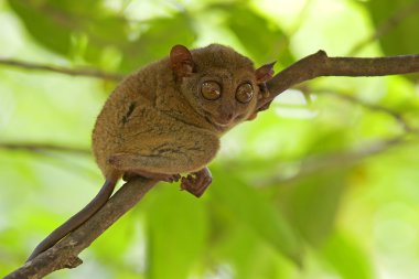 Tarsier