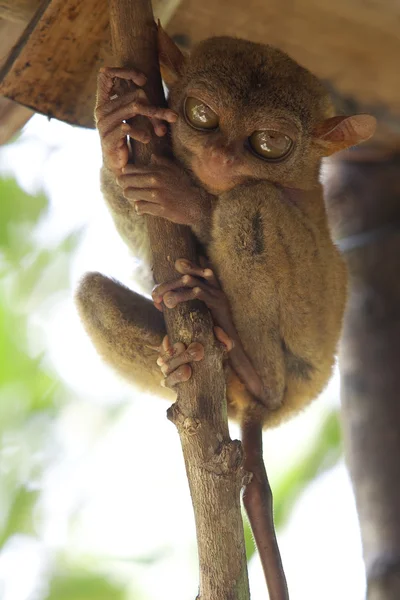 Tarsier. —  Fotos de Stock