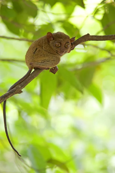 Tarsier. —  Fotos de Stock