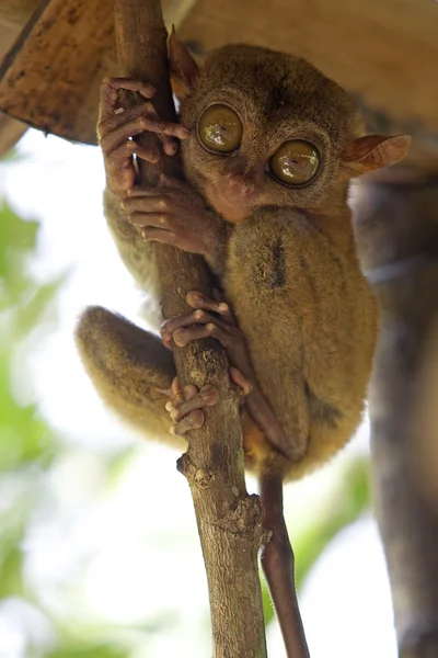 Tarsier — Fotografie, imagine de stoc