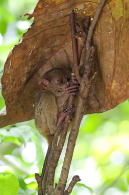 Tarsier