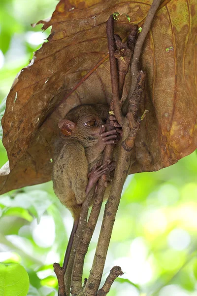 Tarsier. — Fotografia de Stock