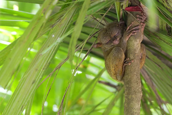 Tarsier. — Fotografia de Stock