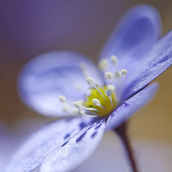 Hepatica nobilis — Stockfoto