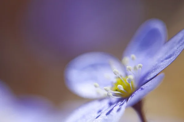 Hepatica Nobilis — Stock Photo, Image