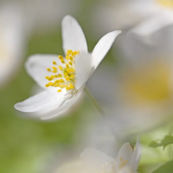 Anemone Nemorosa — Stock Photo, Image