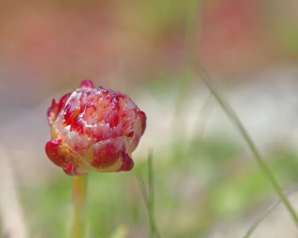 Thrift flower — Stock Photo, Image