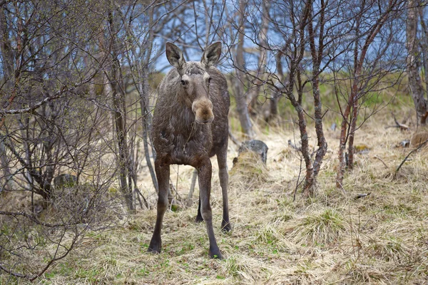 野生麋鹿 — 图库照片