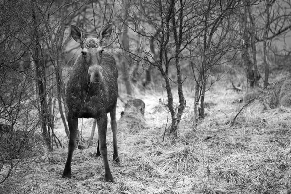 Wilder Elch — Stockfoto