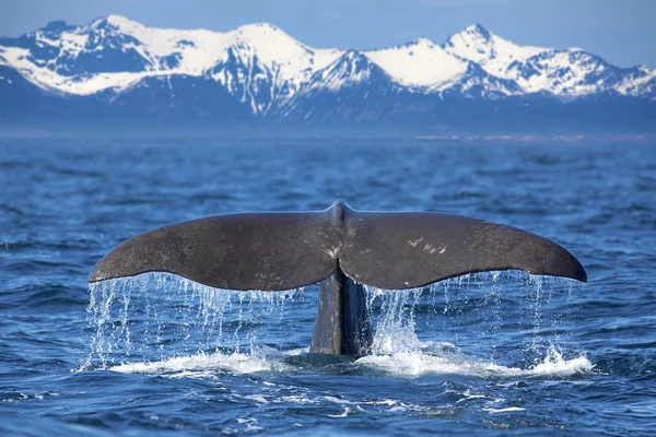 Φάλαινα ουρά Royalty Free Φωτογραφίες Αρχείου