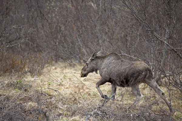 Wild Moose — Stock Photo, Image