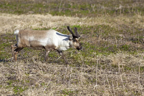 Raindeer grassing — стокове фото